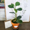 Small potted plant with glossy oval leaves in an orange terracotta pot