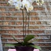 Double stemmed white orchid in silver planter
