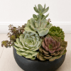 A sculptural cluster of rosette succulents arranged in a low black ceramic