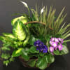 Purple Violet Dish Garden