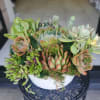 Dense cluster of assorted succulents (mint, sage, pink tones) in a low