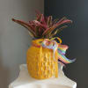 Hot pink Cryptanthus in yellow textured ceramic pot