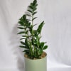 Also known as a Zanzibar Gem, the ZZ plant is an easy