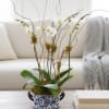 Two white orchid plants, both with double spikes, accented with willow and