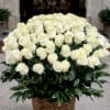 A lush dome of cream-white roses creates an immediate sense of quiet