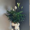 Perfect for any occasion this beautiful spathiphyllum is sure to catch anyone's