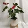 Anthurium plant in modern white ceramic container. 