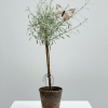 Tall Lavender Topiary with butterfly