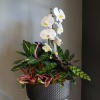 A striking mix of green plants, succulents and a beautiful white moth