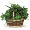A lush collection of living houseplants arranged in a woven wicker basket