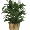 A serene display of deep green foliage and pure white spathes, this