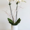 A double stem orchid placed into a cement container accompanied by moss.