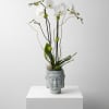 This arrangement features a large double stemmed orchid designed in a Buddha