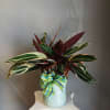 A striking Stromanthe (Stromanthis sanguinea) makes a bold housewarming or everyday gift