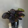 A striking Calathea Dottie that brings bold, tropical flair to any birthday