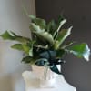 Lush green staghorn fern in a white fluted urn with a dark