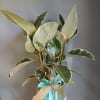 A variegated Ficus Tineke in a turquoise woven basket makes a fresh