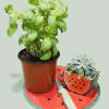 A lively kitchen bundle that feels like summer: a leafy basil plant