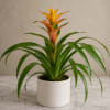A vibrant Guzmania bromeliad brings a burst of tropical color to any