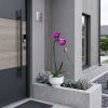Single Luxury Purple Phalaenopsis orchid Arrangement designed for gifting with a White