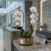Double Luxury White Phalaenopsis orchid Arrangement designed for gifting with a Gold