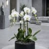 Triple Luxury White Phalaenopsis orchid Arrangement designed for gifting with a Black