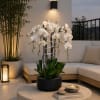 White orchids in a black pot on a round table with a candle and books
