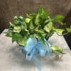 8" pothos plant in a hanging basket, includes bow

Color of leaves may