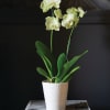 Bring lasting beauty into any home or office with our Elegant White