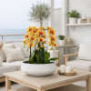 Yellow orchids arranged in a white bowl on a coffee table