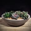A variety of succulents, hand select and placed in a substantial oval