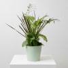 A four plant variety planted in a 4&rdquo; pot and comes in