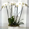 White orchids in a white rectangular planter