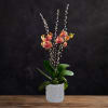 Potted orchid with peach blooms and tall white pussy willow stems