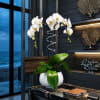 Double Luxury White Phalaenopsis orchid Arrangement designed for gifting with a White