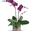 Vivid purple Phalaenopsis orchids arch gracefully above glossy green leaves, making this
