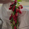 A dramatic cascade of deep red tulips-this bridal bouquet brings bold romance