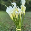 1 Dozen Long stem Calli Lilies, with wrapped vase and accent pieces.