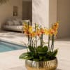Eleven Luxury Peach Phalaenopsis orchid Arrangement designed for gifting with a Gold