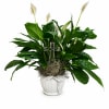 A serene display of glossy green foliage and pure white spathes, this