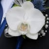 A single, sculptural white Phalaenopsis orchid takes center stage in this orchid