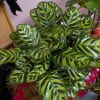 Beautiful full and healthy plants in a variety of containers. 