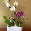 White and purple orchids in a white planter with butterfly picks