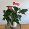 6" Pink Anthurium plant in a ceramic pot.
