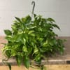 A full trailing pothos plant that brightens a room with glossy, variegated