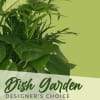 A beautiful array of green &amp; blooming plants in a basket, dish