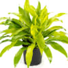 The simple elegance of our Dracaena plant- thick, long stalks as they