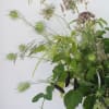 One of our favorites and it's long lasting too! This arrangement focuses