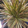 A dramatic, architectural potted plant that instantly dresses up any indoor space