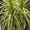 A lively, contemporary dracaena plant that brings a burst of tropical greenery